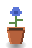Cornflower