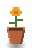 Marigold
