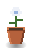 Moonflower
