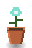 Moonglow Orchid