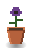 Nightshade Bloom