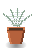 Silverleaf Fern